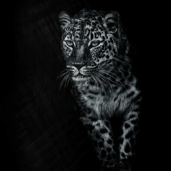 Amur Leopard